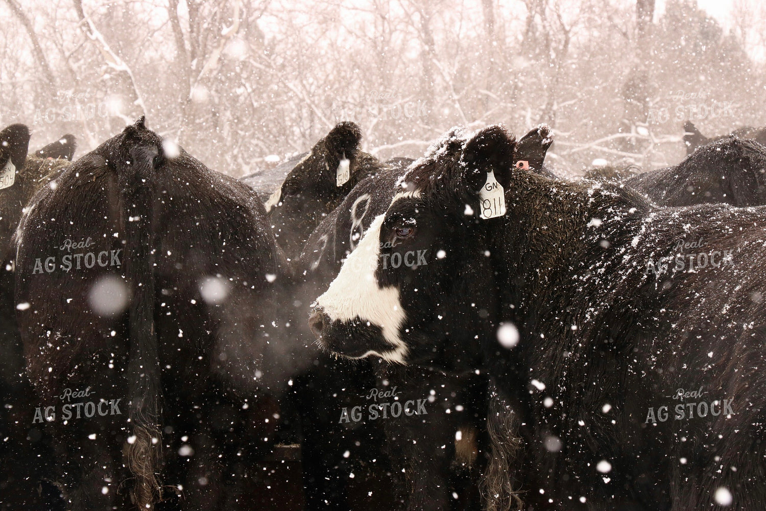 Snowy Cattle 299238