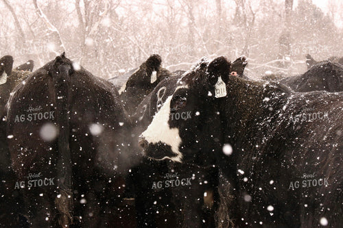 Snowy Cattle 299238