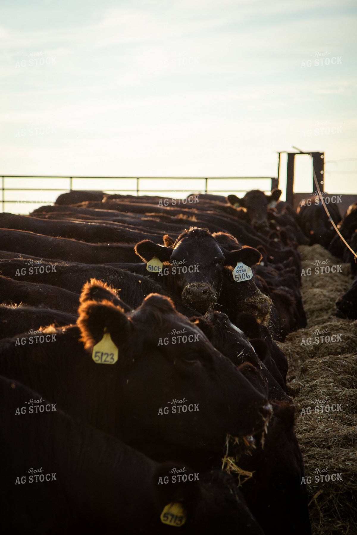 Feeding Cattle 268387