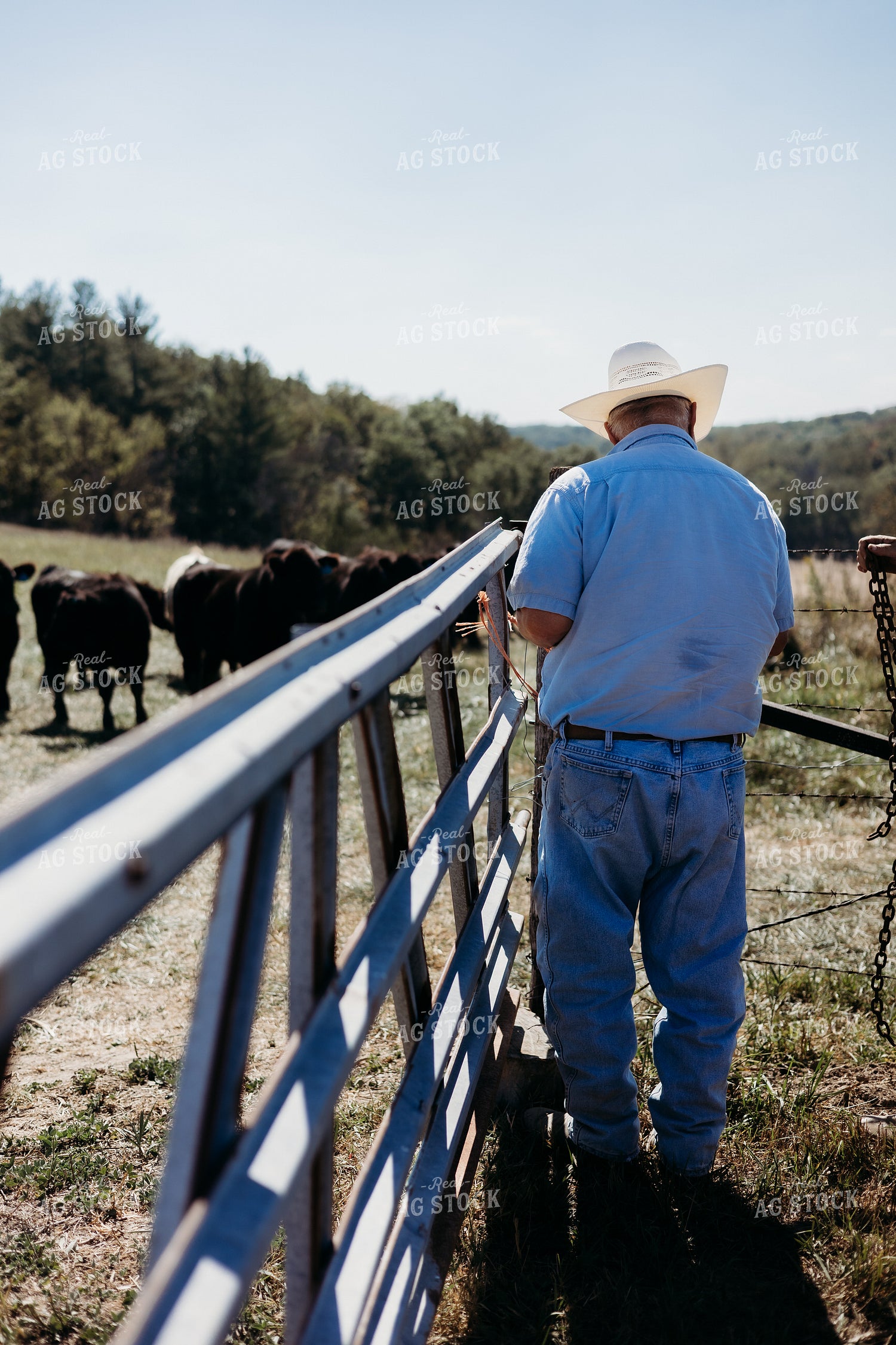 Cattle Producer Closing Gate 281054