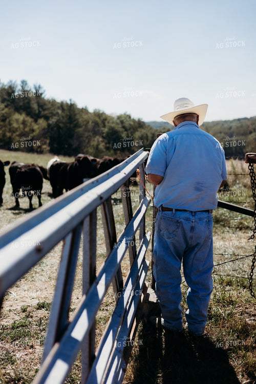 Cattle Producer Closing Gate 281054