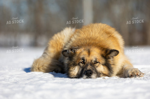 Farm Dog in the Snow 52367