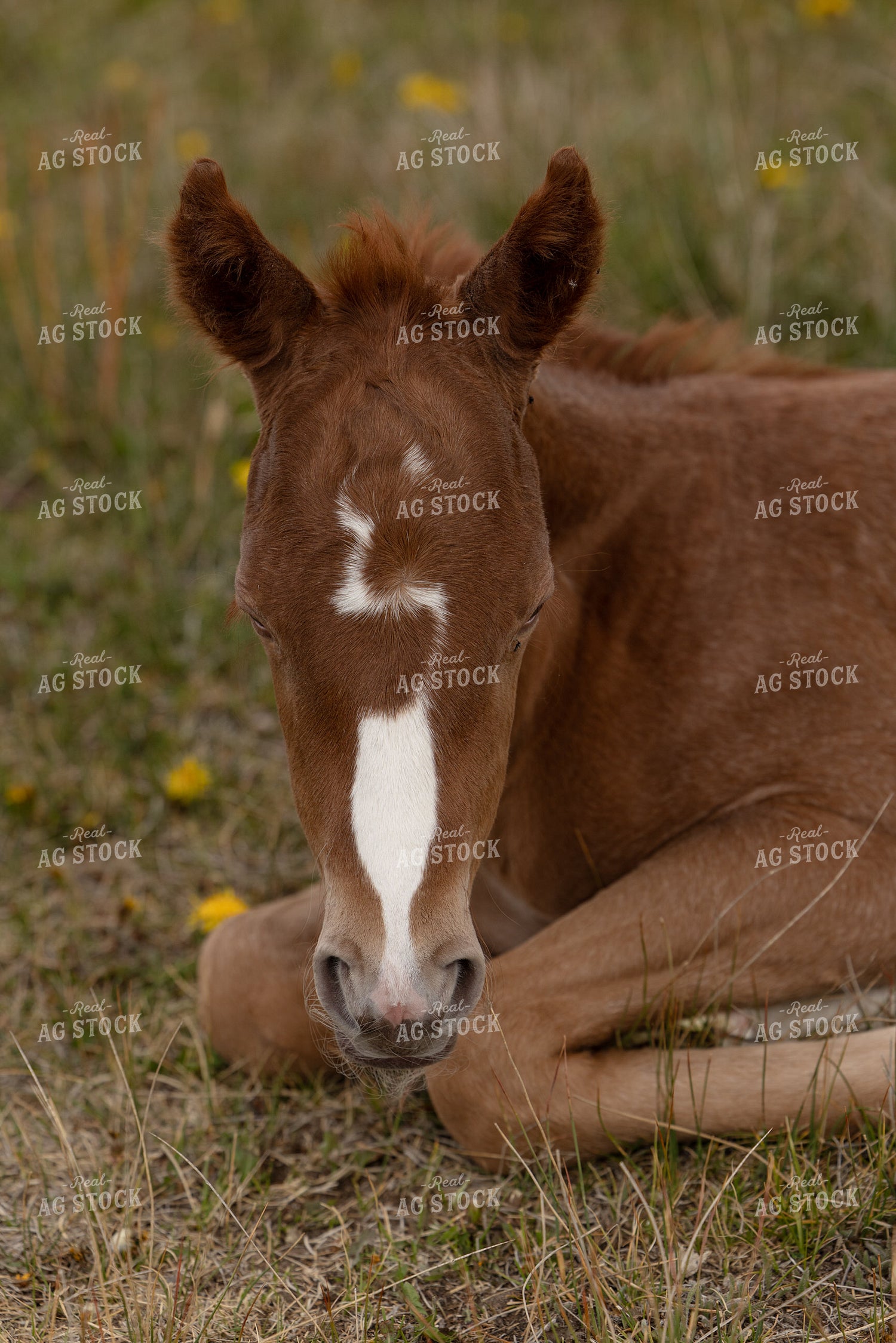 Foal Laying Down 304092