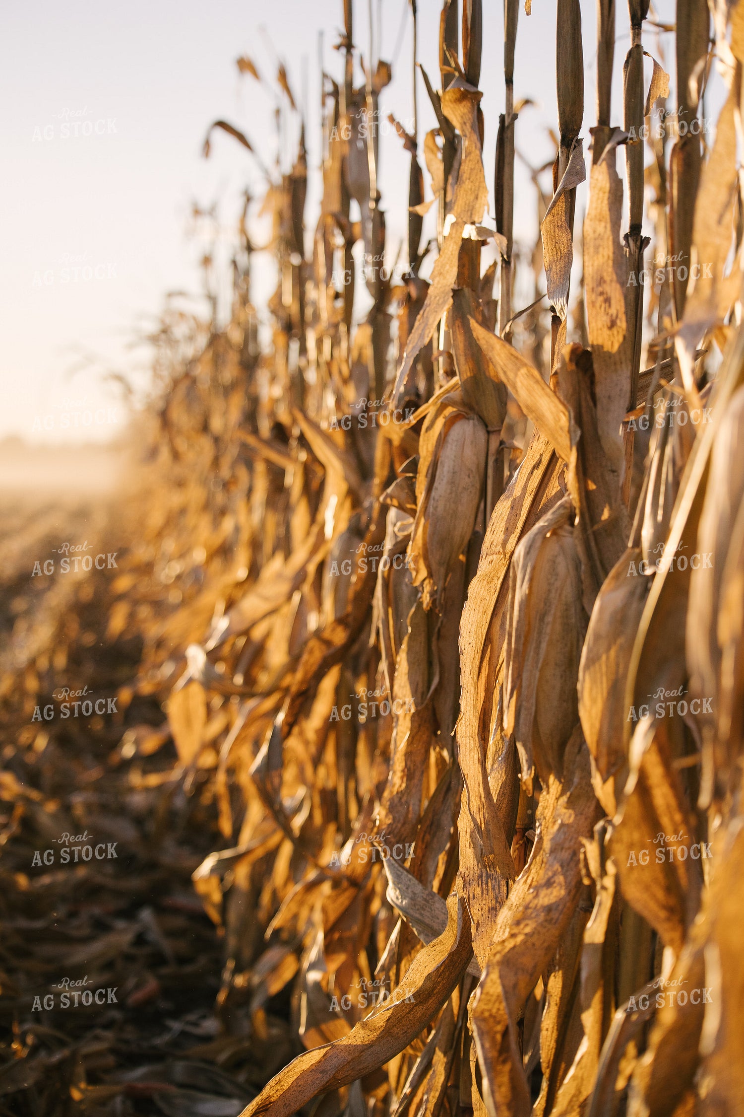 Dried Corn Stalks and Ears 70040