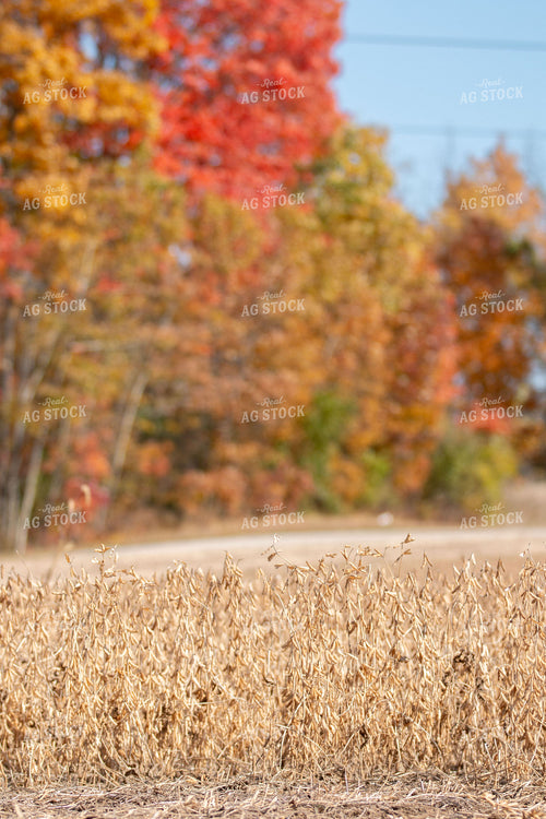 Dried Soybeans 157141