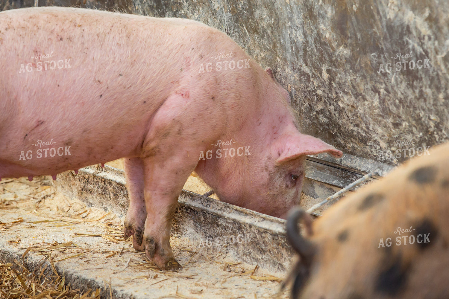 Indoor Pig 270535