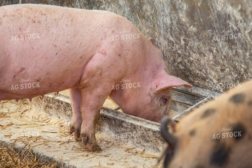 Indoor Pig 270535