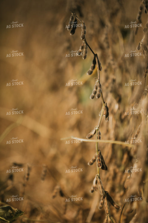 Dried Beans in Field 4726