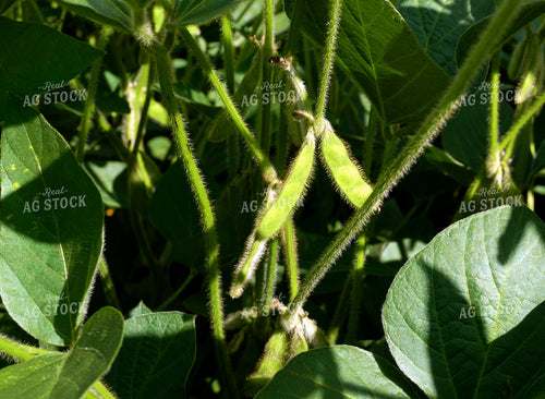 Soybeans 154121