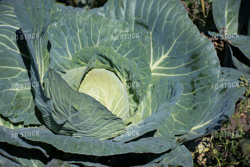Cabbage 50183