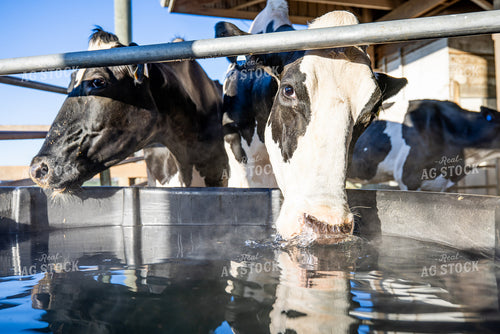 Holstein Cattle Drinking from Water Trough 270513