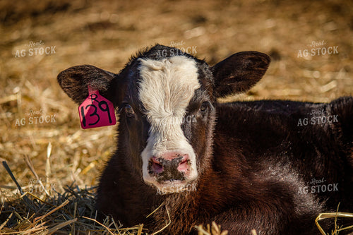 Black Baldy Cattle 155029