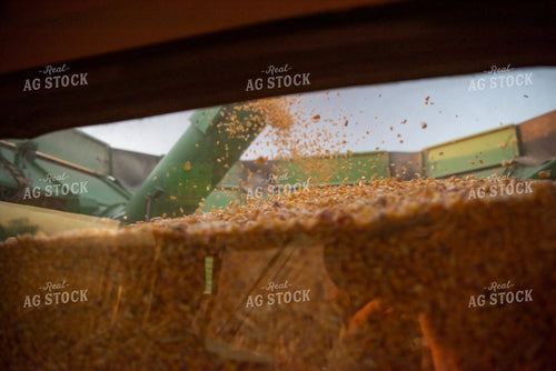 Combine Filling Up With Corn 76360