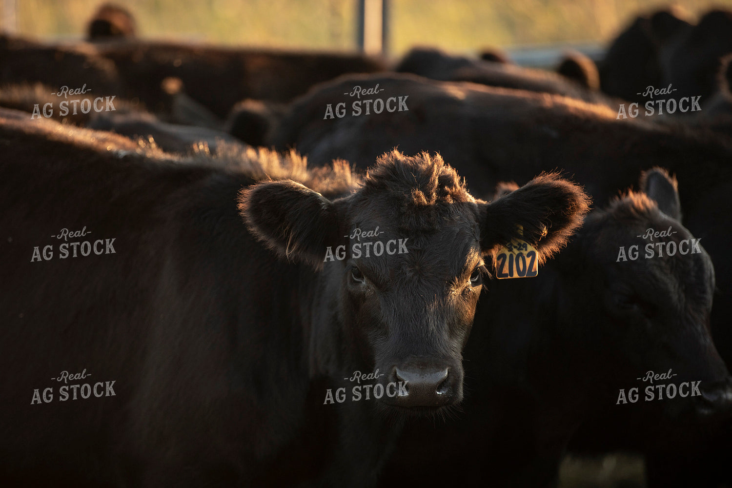 Cattle in Pen 285083