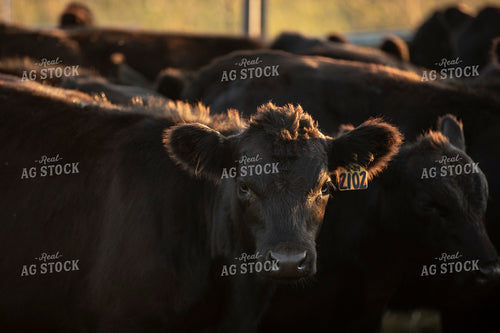 Cattle in Pen 285083