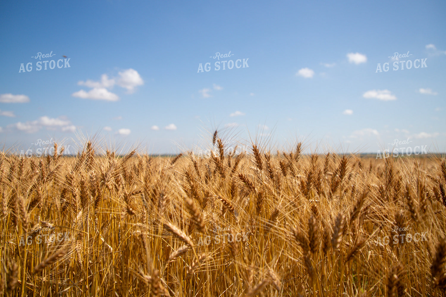 Mature Wheat Field 208097