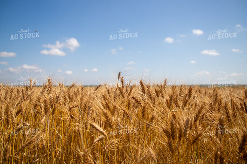 Mature Wheat Field 208097