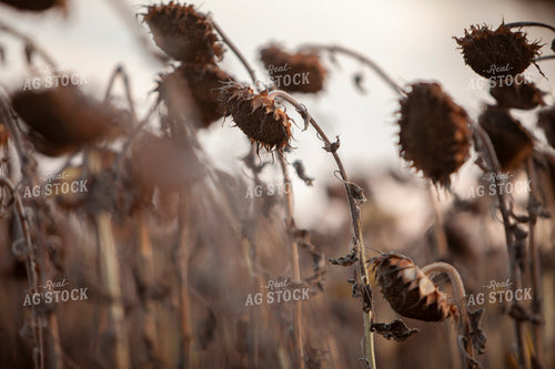 Sunflowers 2106