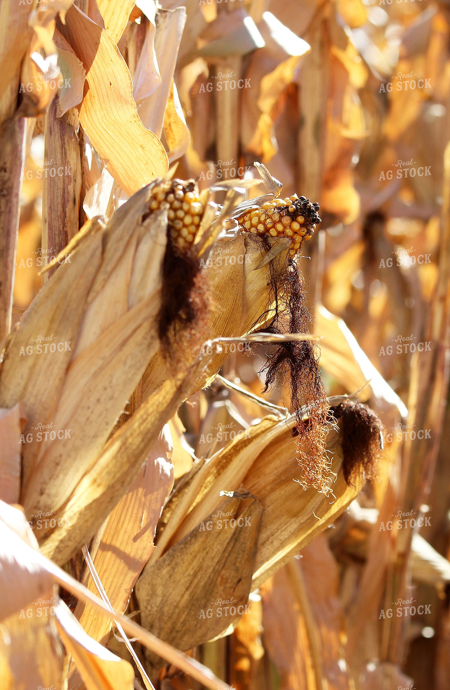 Dried Corn 141460