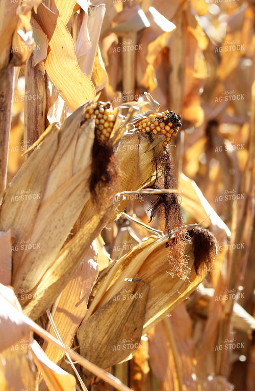 Dried Corn 141460