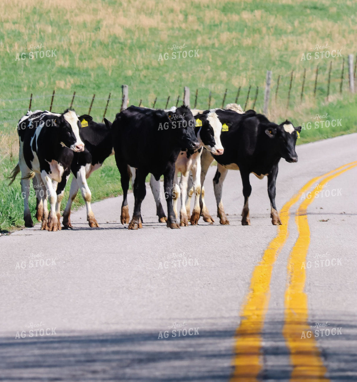Holstein Calves Walking Across Rural Road 412008