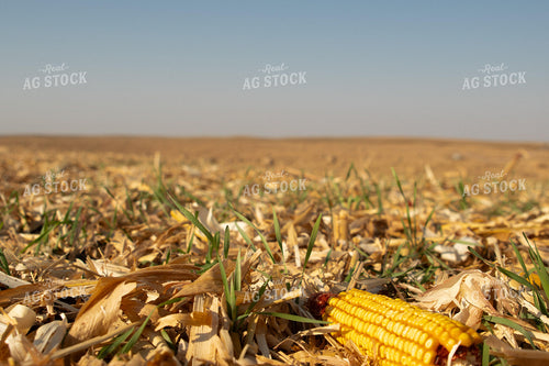 Winter Wheat on Harvested Corn Field 223027