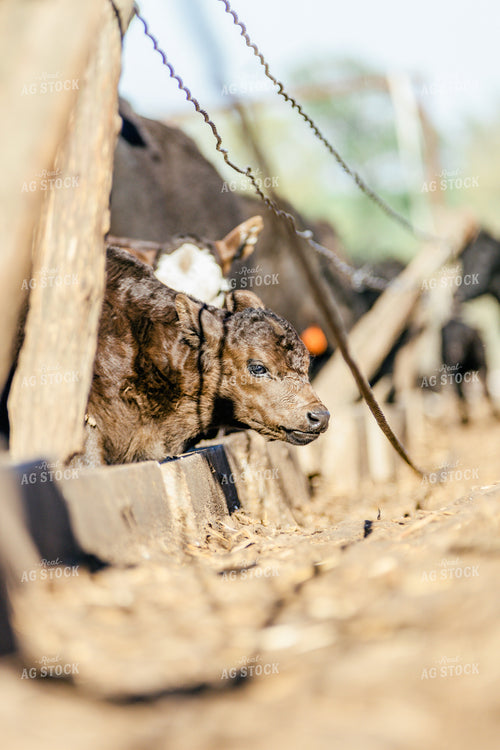 Calf in Farmyard 131000