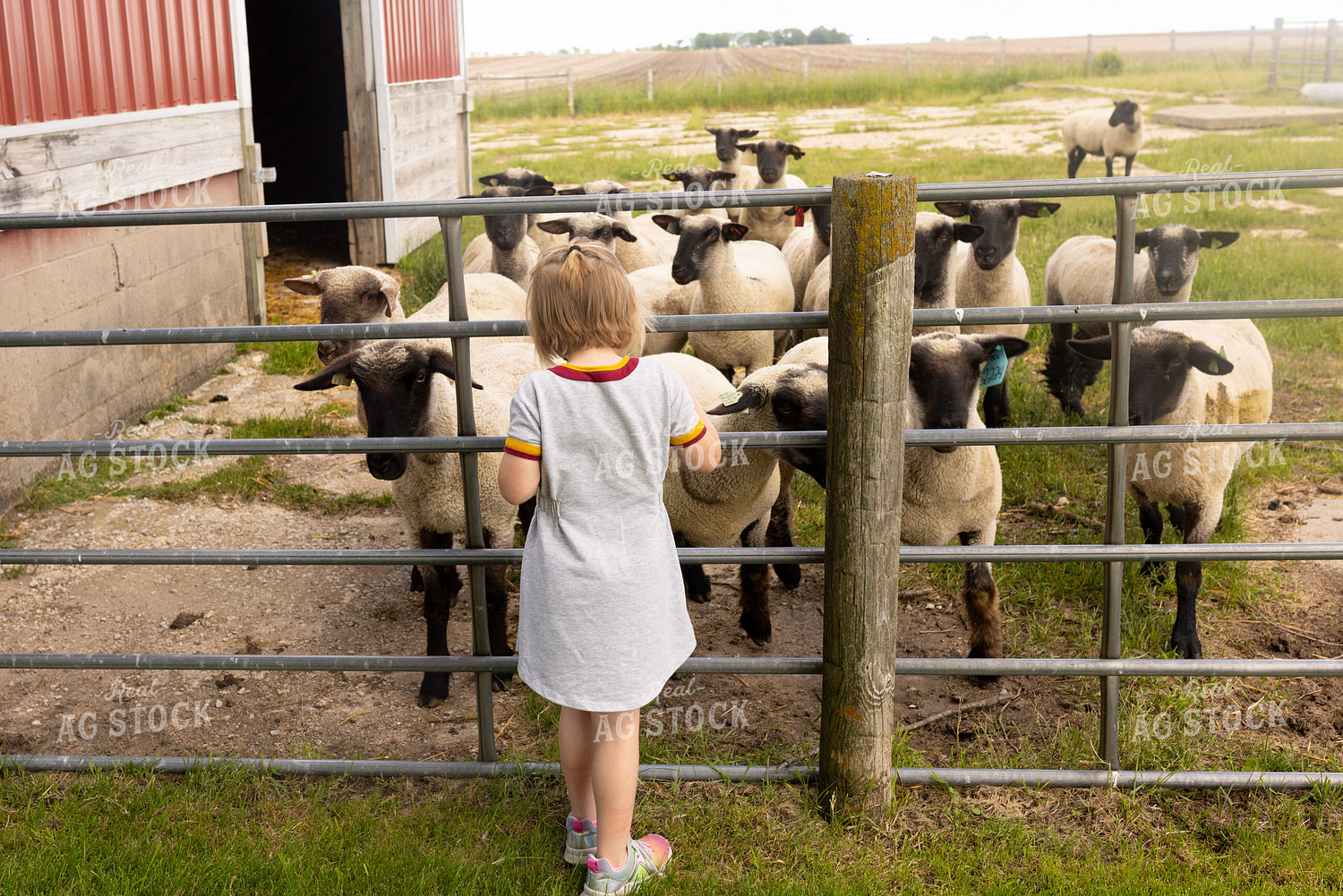 Farm Kid with Sheep 161163