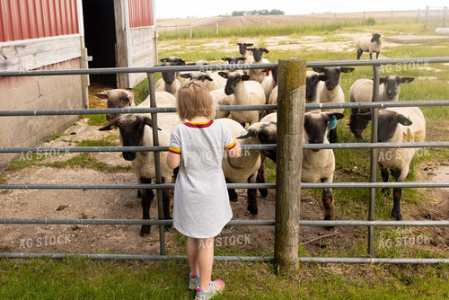 Farm Kid with Sheep 161163