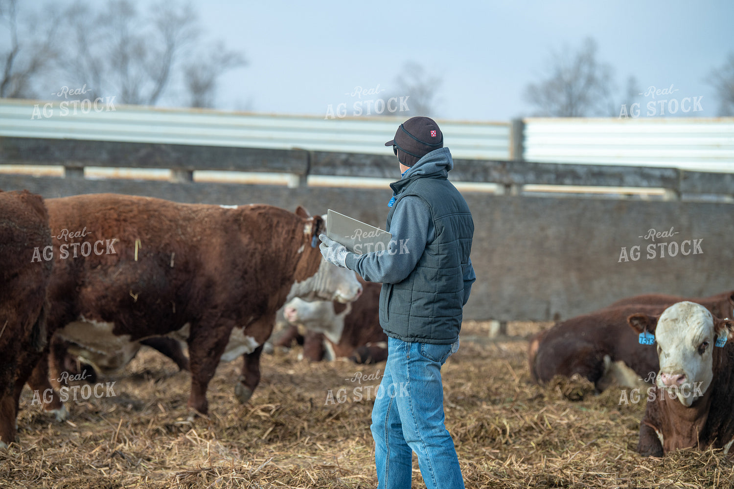 Rancher Checking Cattle 212172