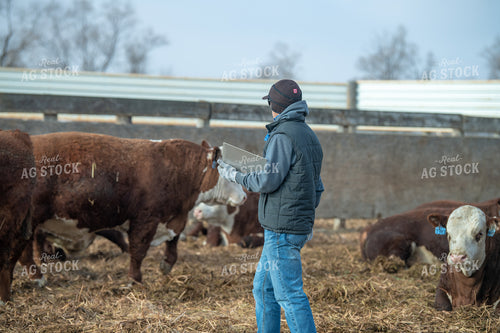 Rancher Checking Cattle 212172