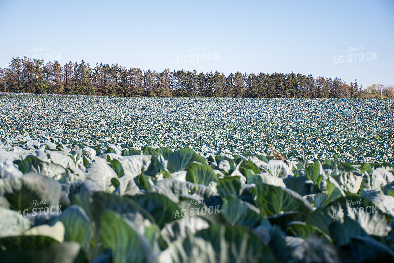 Cabbage Field 50160
