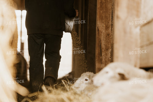 Farmer Pouring Feed for Sheep 68129