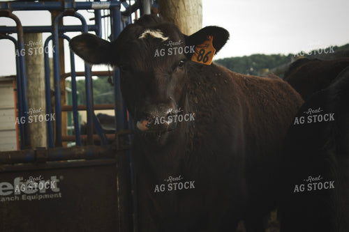 Black Angus Cattle 251003