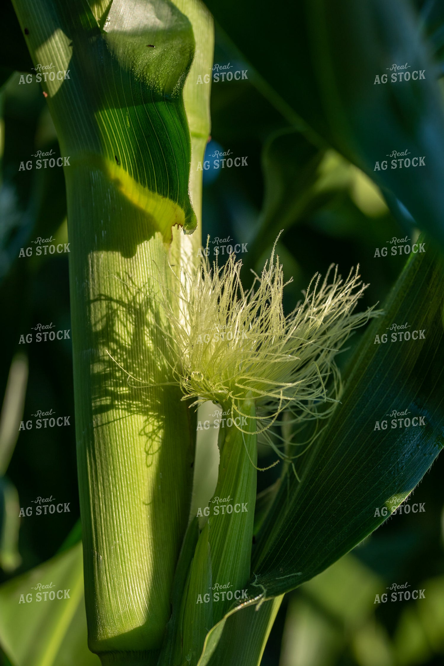 Silk on Corn Plant 76239
