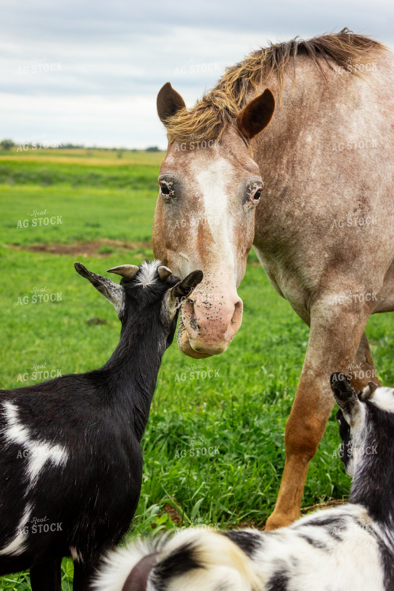 Nigerian Dwarf Goat 155234