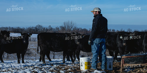 Feeding Cattle 189014