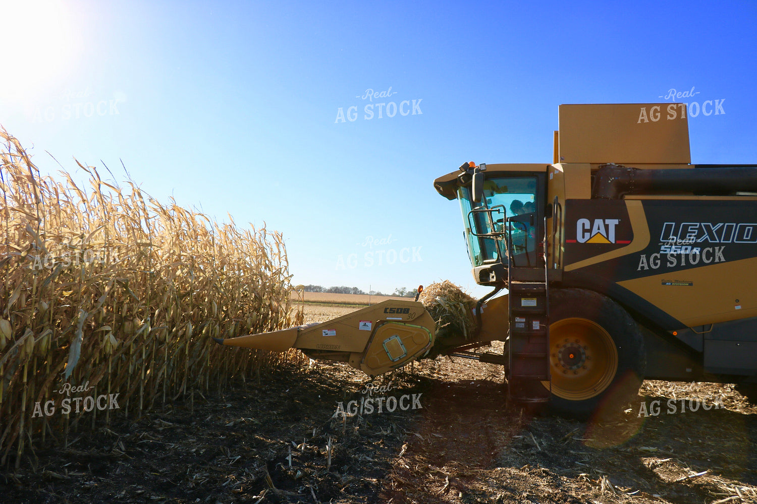 Corn Harvest 299220
