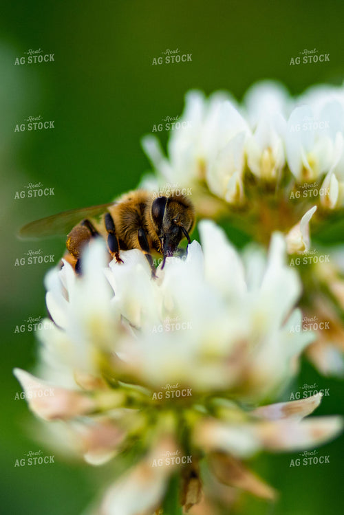 Bee on Flowering White Clover 136059