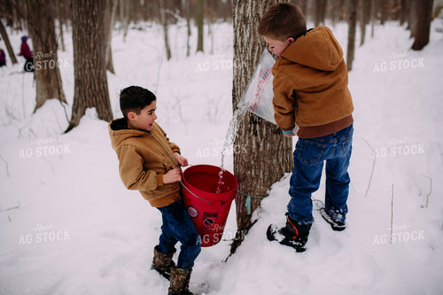 Drilling for Maple Syrup 169004