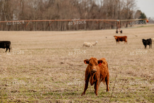 Red Angus Cattle Grazing 104039