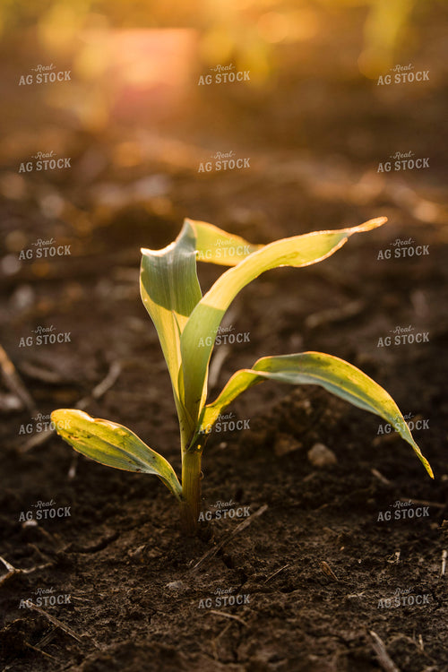 Early Growth Corn 2977