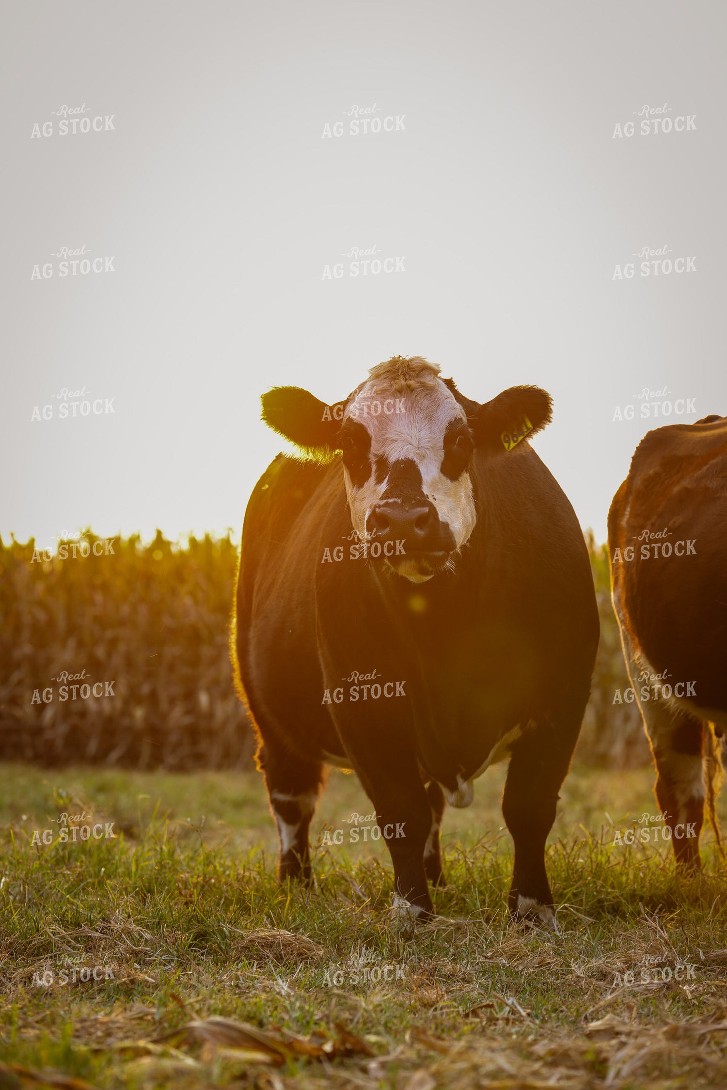 Cattle on Pasture 160291