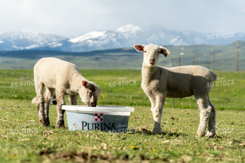 Lambs on Pasture with Mineral Tub 65615
