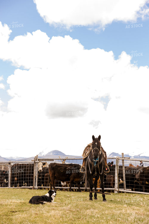 Working Cattle Setup 225014