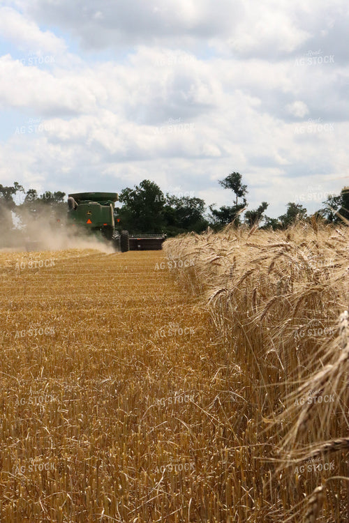 Combine Harvesting Wheat Field 227010