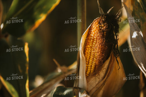 Dried Corn in Field 4745