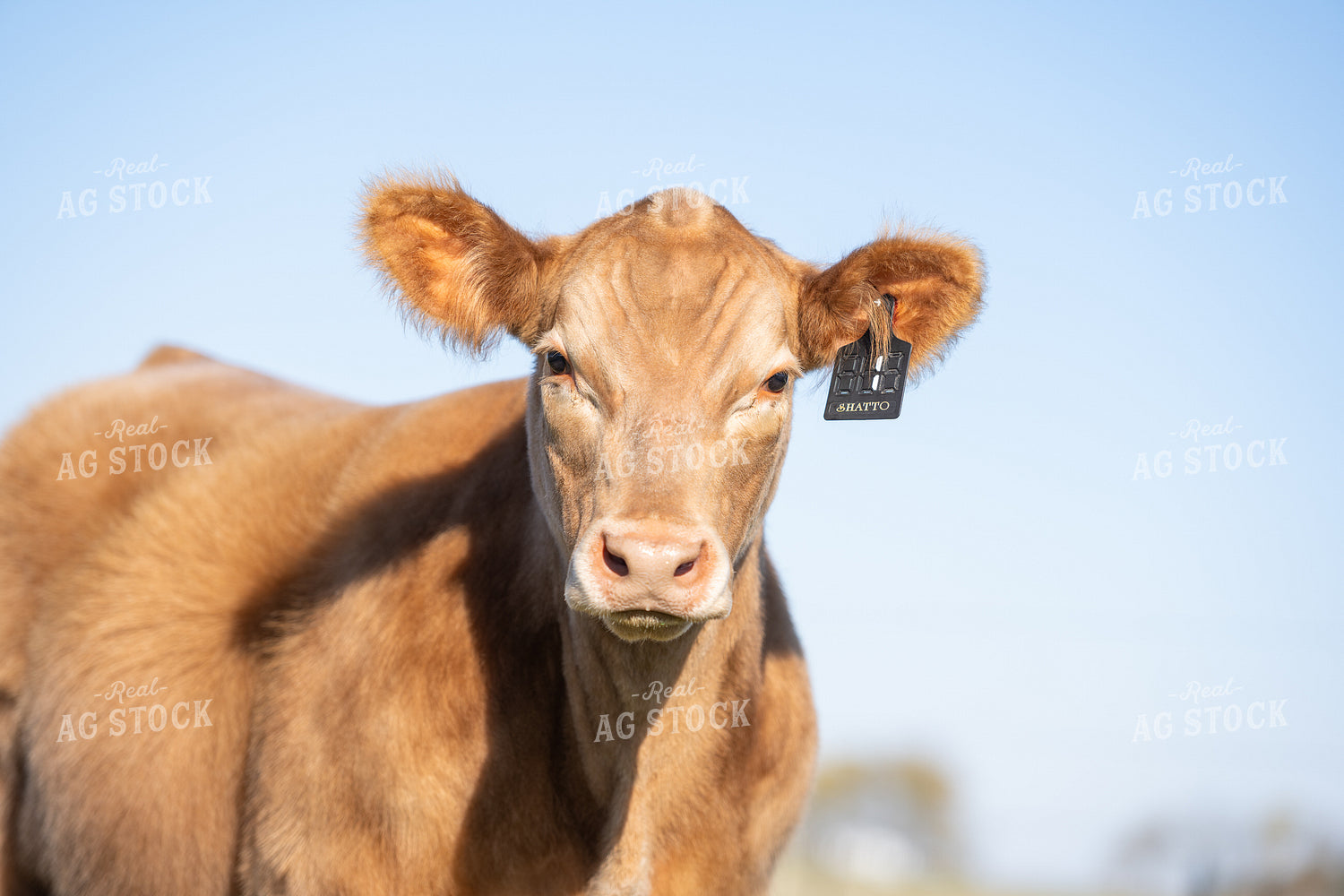 Show Cattle on Pasture 269028