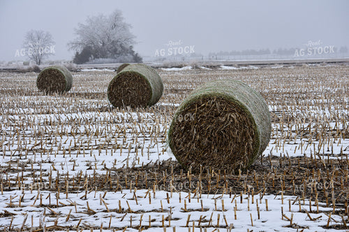 Frozen Cornstalk Bales 156086