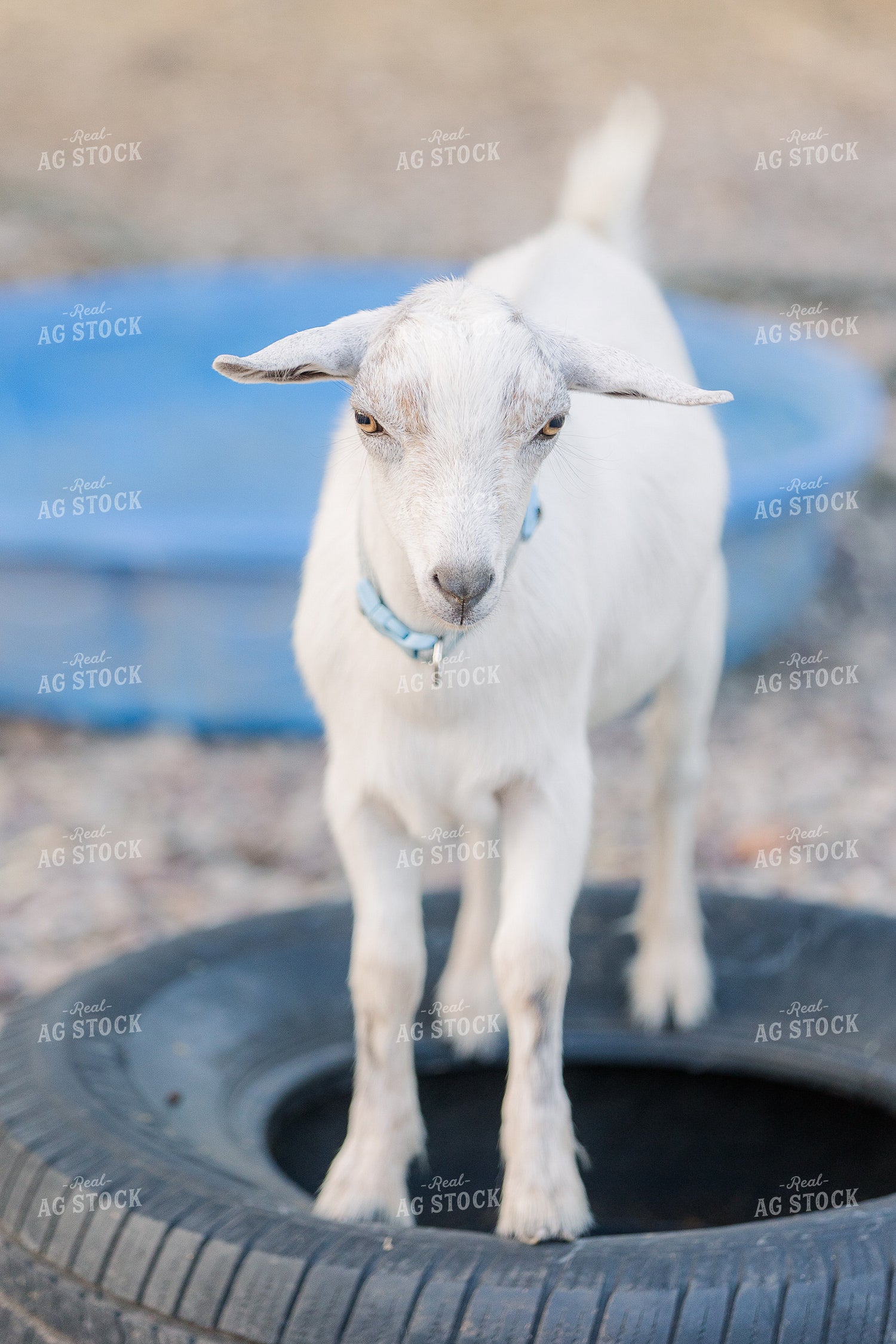 Goat 184009